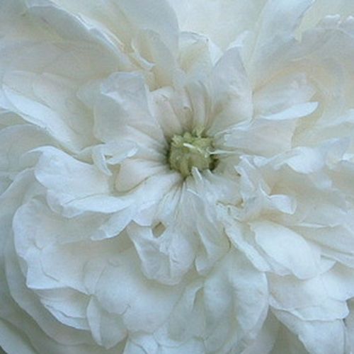 Róże sprzedaż internetowa - Biały  - róża stulistna „Rose de Meaux” - róża z intensywnym zapachem - Rosa  Madame Hardy - Julien-ALEXANDRE Hardy - Wybitnie nadaje się do klombów mieszanych. Toleruje półcień oraz chudszą ziemię.